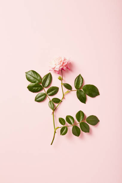 istock Vibrant single rose on a pink background with soft shadow 1399873891