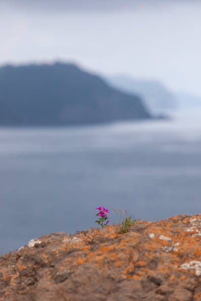 istock Lone tiny flowering Orobanchaceae (or broomrapes) surviving on limestone cliffs, blurry background. Lequeitio, Biscay, Basque Country 1399874442