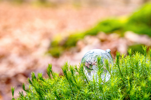 Globe Glass In Green Forest, close view