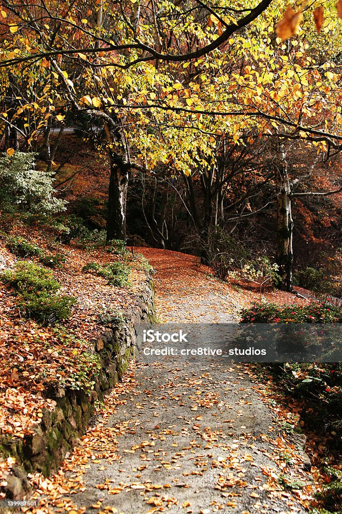 Chemin de l'automne - Photo de Changement libre de droits