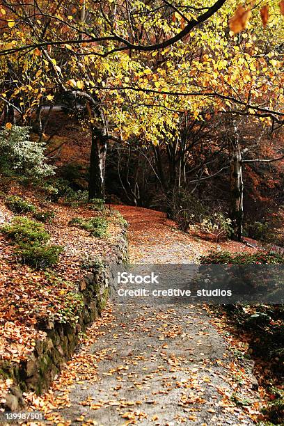 美しい秋のパス - 変化のストックフォトや画像を多数ご用意 - 変化, 小道, まぶしい