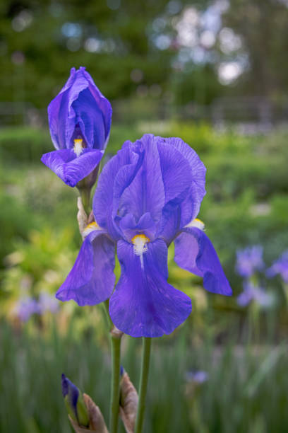 Iris flower Iris flower in a public park in the center of Copenhagen the capital of Denmark iris plant stock pictures, royalty-free photos & images