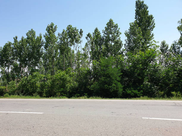 istock Road through green lands are empty due to coronavirus lockdown. Open cloudy blue sky a natural view of beautiful summer. Green scenery long trees hills paddy fields looks very beautiful. 1399875402