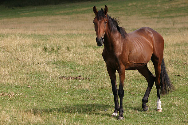 Horse stock photo