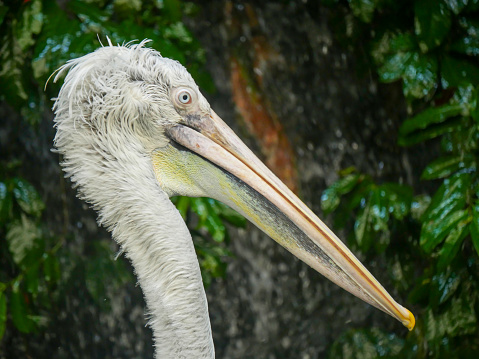 Pelicans (genus Pelecanus) are a genus of large water birds that make up the family Pelecanidae. They are characterized by a long beak and a large throat pouch used for catching prey and draining water from the scooped-up contents before swallowing.