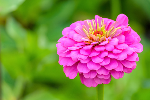 beautiful bright pink zinnia flower closeup for backgrounds and wallpapers on beautiful bokeh