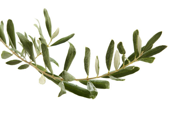 istock Fresh olive branch isolated on the white background 1399877073