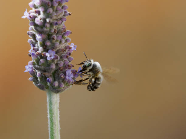 Lavender and Bee stock photo