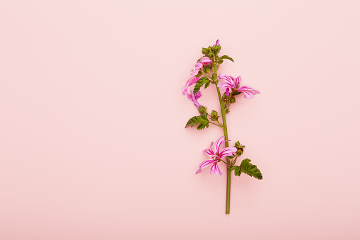 Single flower on pink background