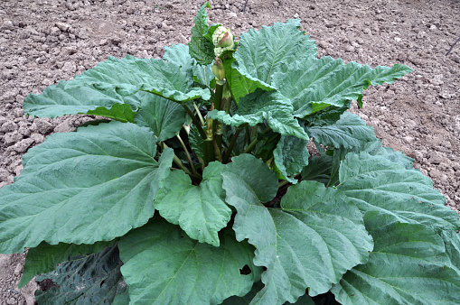 The bush of the rhubarb with leaves and petioles grows in the open ground