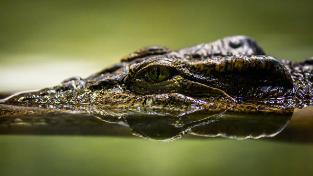 istock An eye of a crocodile. 1399879429