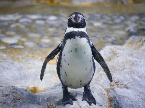 istock Humboldt penguin (Spheniscus humboldti) is a medium-sized penguin and nearest relative to African penguin roaming in mountain rocks 1399879437