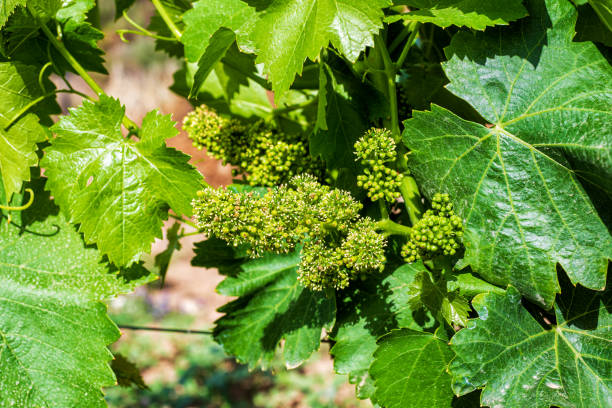 istock Bunches of grapes during flowering in spring. Agriculture. 1399879449