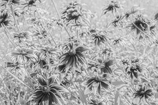 close up of flower field in black and white