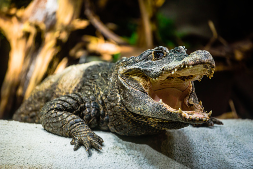 The dwarf crocodile (Osteolaemus tetraspis), also known as the African dwarf crocodile.