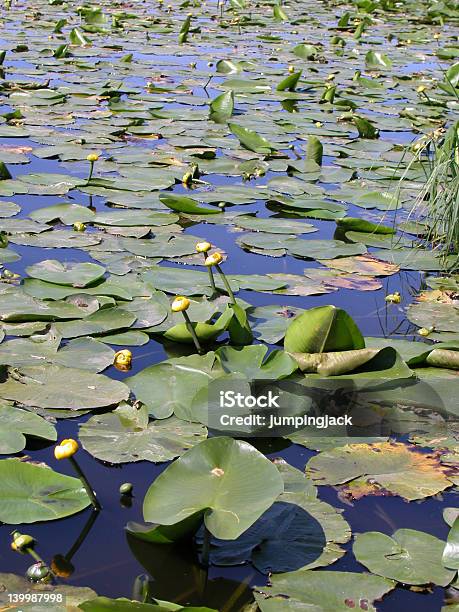 Field Of Spatterdocks Stock Photo - Download Image Now - Agricultural Field, Blue, Brandy Bottle Water Lily