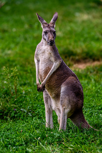 The western grey kangaroo (Macropus fuliginosus).