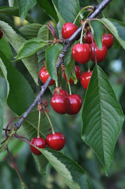 istock On a tree branch, ripe berries Prunus avium (cherry) 1399880285