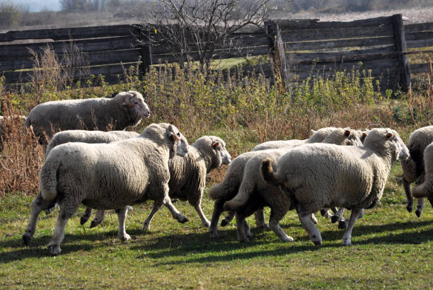 istock A small herd of sheep 1399880628
