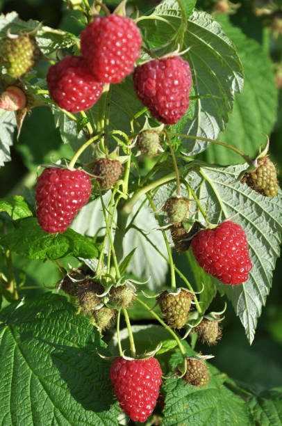 istock Fruits of raspberry on a bush branch 1399880753