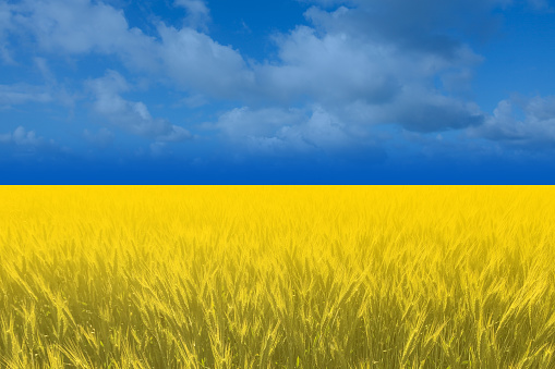 Ukrainian flag mad of yellow field of wheat and blue sky.