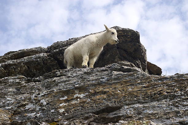 istock New Born Mountain Goat 139988213