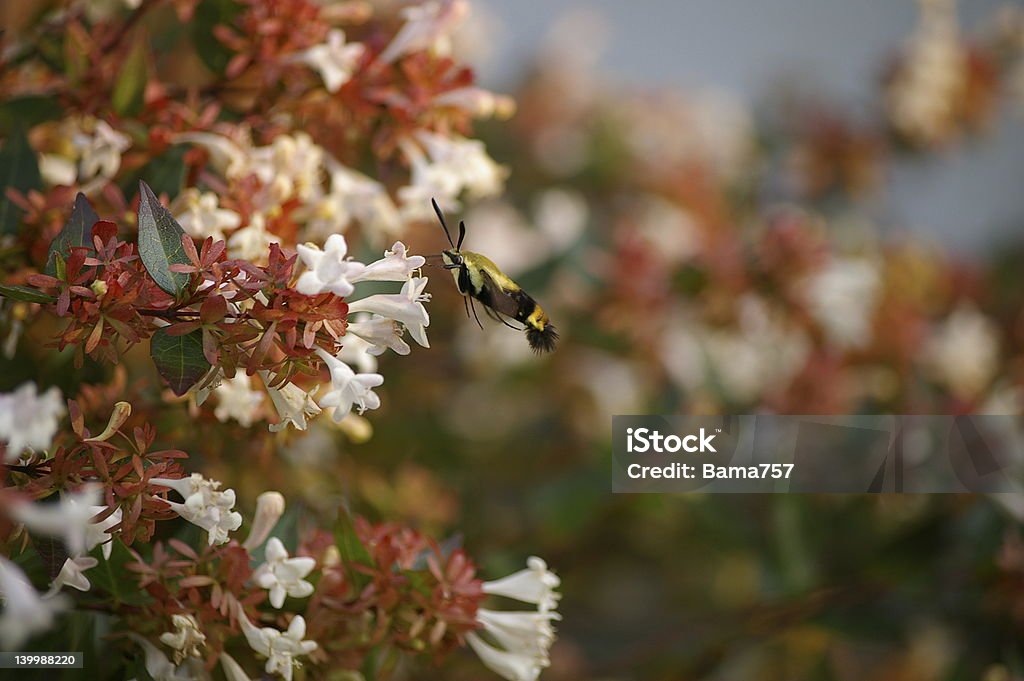 Snowberry Clearwing Sfinge della vite - Foto stock royalty-free di Ala di animale