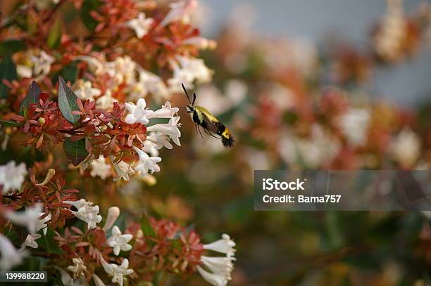 Snowberry Clearwing Hemaris Thysbe - Fotografias de stock e mais imagens de Asa de animal - Asa de animal, Bater asas, Beija-flor