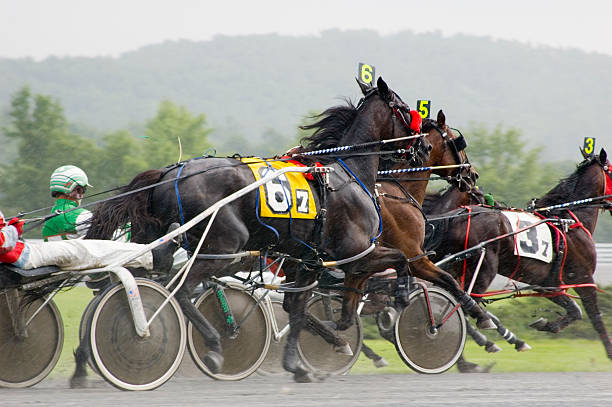 der race - zuggeschirr stock-fotos und bilder