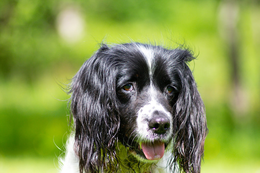 Close up shot of beautiful elderly black and white spaniel sitting panting on a hot day in summer.