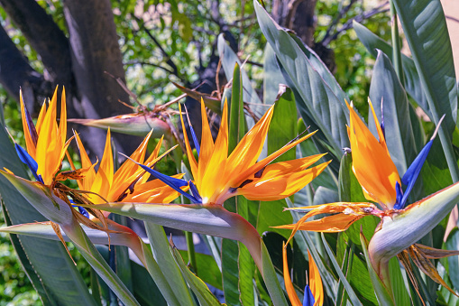 Horizontal landscape close up of flowering bird of paradise plant with orange and purple petals against vibrant green leaves in sun tropical garden in BangalowByron Bay area Australia