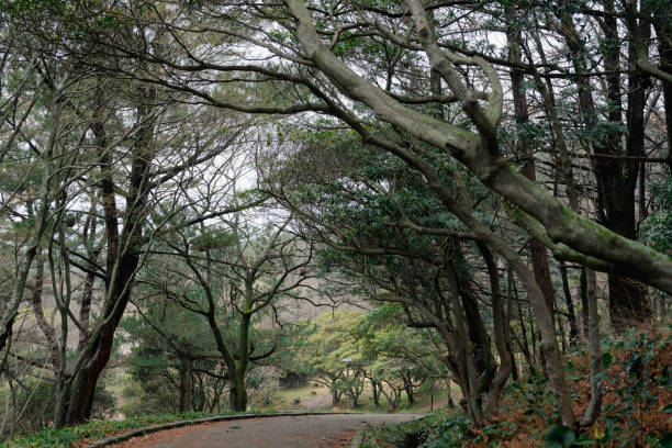istock Halla Arboretum forest in Jeju Island, Korea 1399883048