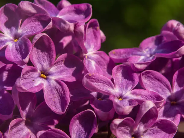Macro photography of spring lilac flowers in the garden. Floral background. Close-up of purple lilac flowers in spring. Beautiful purple-lilac flowers.