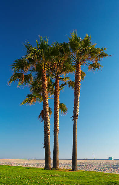 Palm Palmen – Foto
