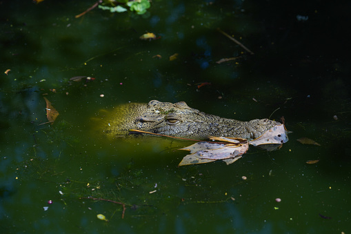 A salt water crocodile hiding in the water