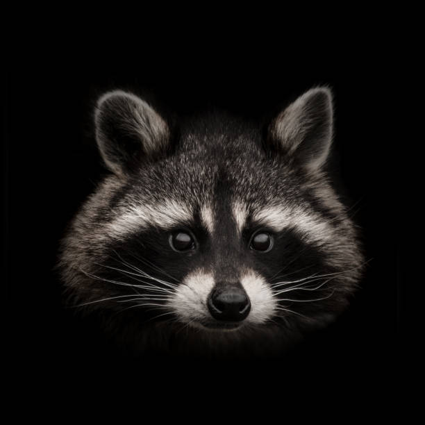 A raccoon headshot