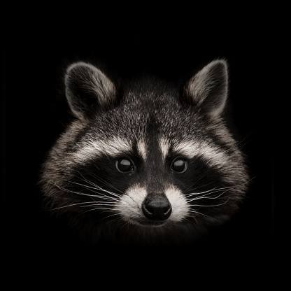 A raccoon headshot