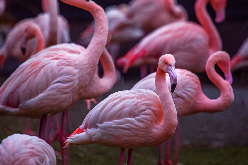 Flamingos outdoors