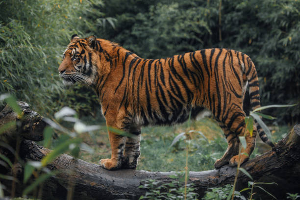 istock A tiger outdoors 1399885363