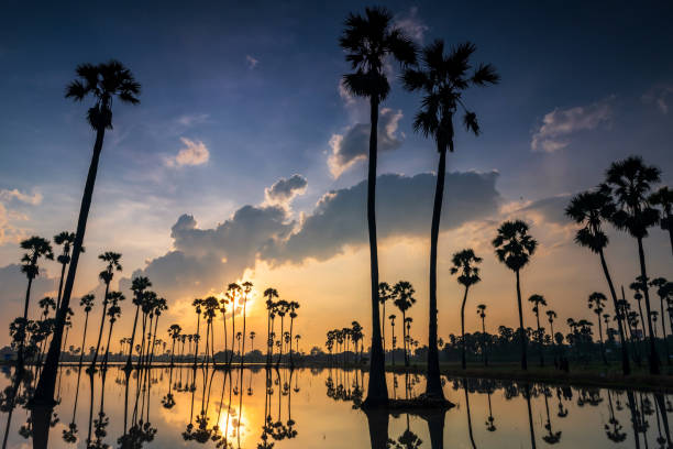 istock Sugar palm trees with reflection on pond at sunrise 1399885399