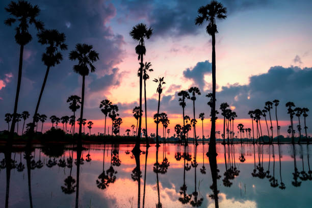 istock sugar palm trees with water reflection at dawn, Sam Khok 1399885401