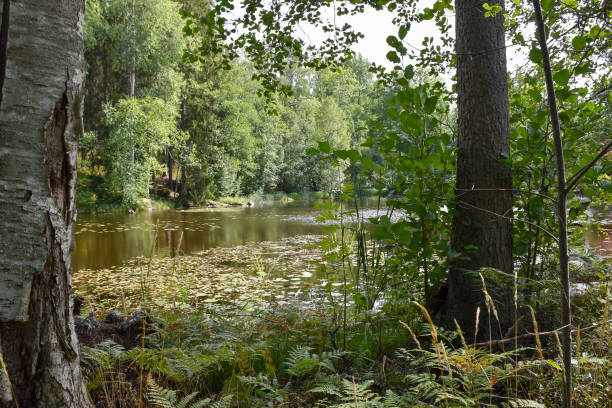 istock Green forest with a lake in summer 1399885479