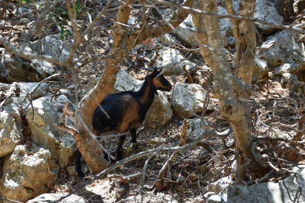istock Krikri cretan wild goat in a mountain valley 1399885498