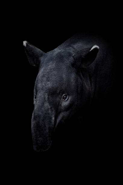 A tapir headshot A tapir headshot tapirus terrestris stock pictures, royalty-free photos & images