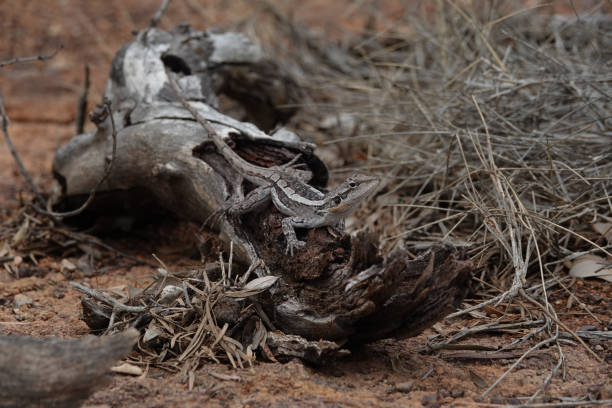 istock An Australian Burn's Dragon sunbaking on a dead tree trunk 1399886947