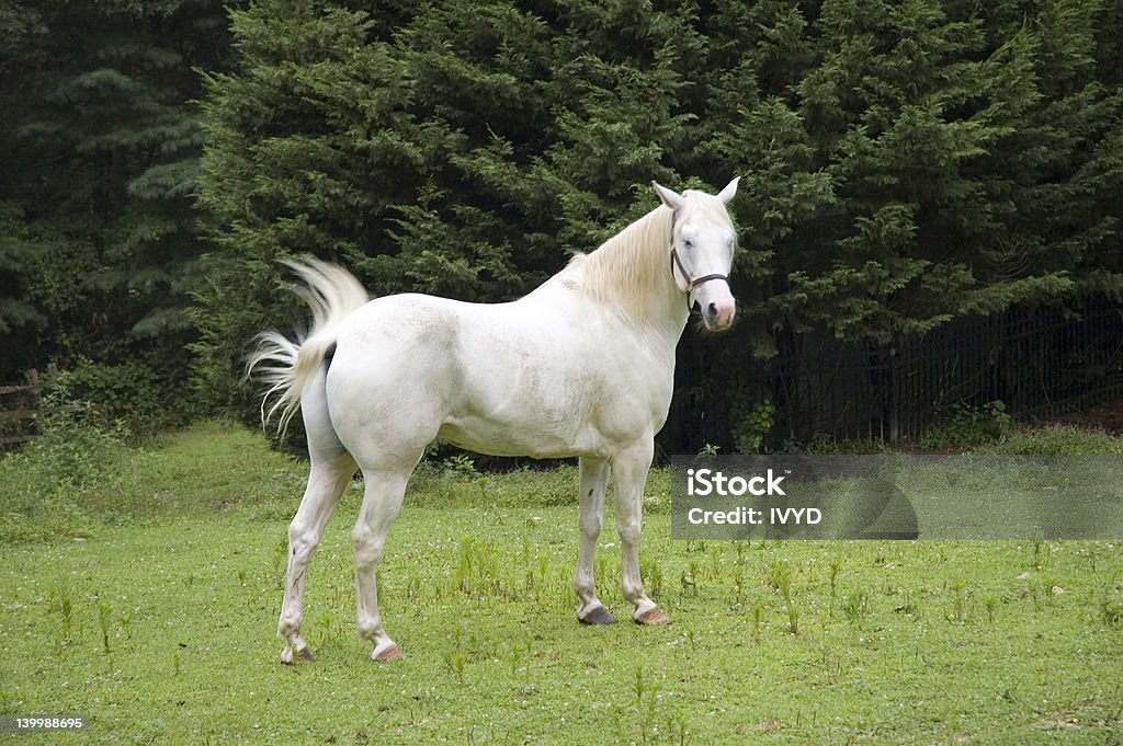 white Cavalo - Royalty-free Appaloosa Foto de stock
