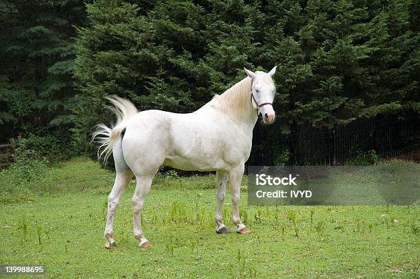 White Cavalo - Fotografias de stock e mais imagens de Appaloosa - Appaloosa, Branco, Cavalo - Família do Cavalo