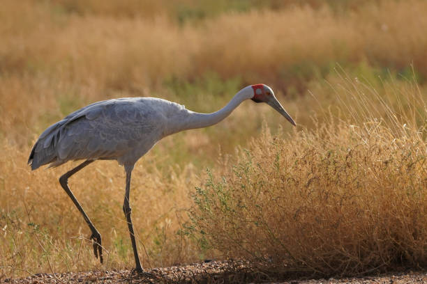 istock A brolga walking through the grassland 1399887992
