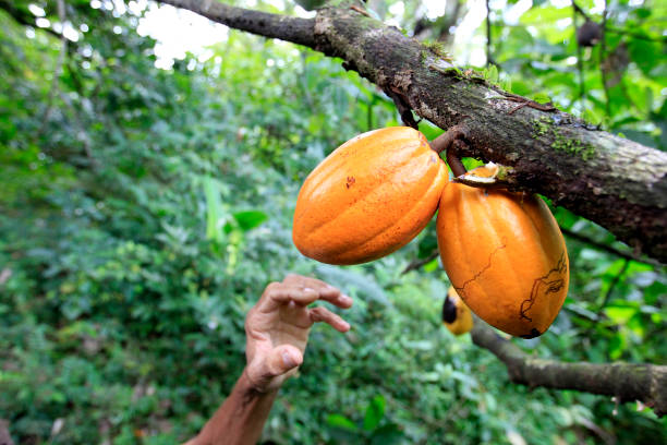ilheus, bahia, brazil - may 23, 2022: cocoa plantation for chocolate production in the city of Ilheus, in the south of Bahia.