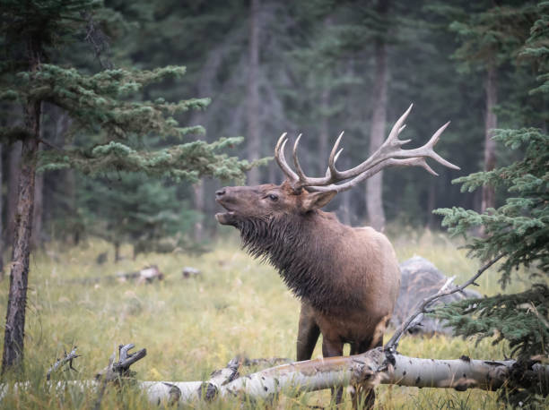 istock Big bull elk rutting in the forest , Jasper NP, Canada 1399888817